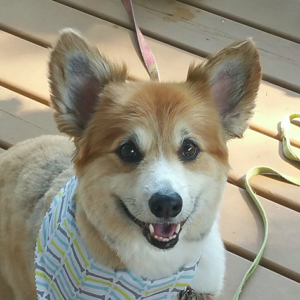 Meet your Posher, Patty